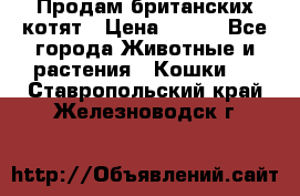 Продам британских котят › Цена ­ 500 - Все города Животные и растения » Кошки   . Ставропольский край,Железноводск г.